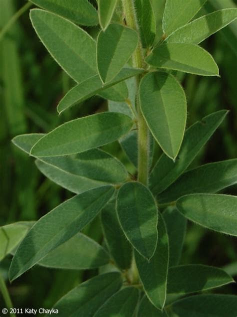 Works well as a houseplant. Lespedeza capitata (Round-headed Bush Clover): Minnesota