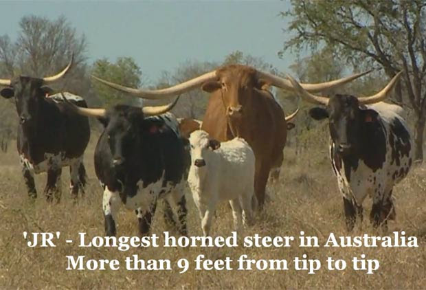 'JR' virou atração em fazenda em Queensland, na Austrália. (Foto: Reprodução)