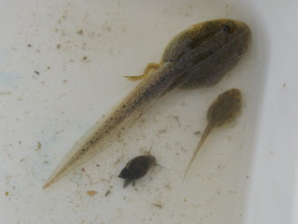 カエルノート トノサマガエル トノサマガエルの鳴き声はゲゲ グググ ゲゲ グググ 最近は田んぼでは よく聞かないとわからないぐらいアマガエルに押されている 雄は黄緑色 雌は白の地に模様が入る 若いオタマジャクシは目の幅の狭さが