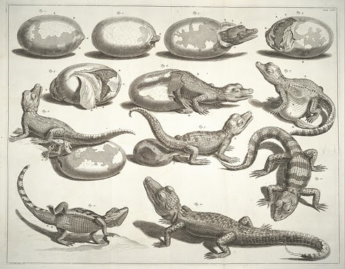 hatching alligator drawings