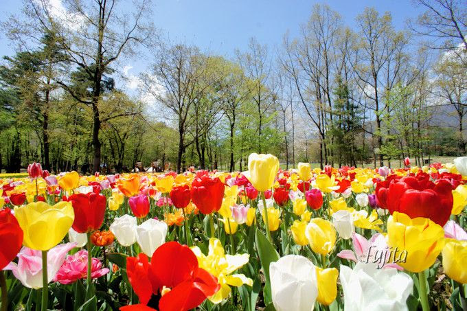 ｇｗに無料日有り 長野 アルプスあづみの公園はチューリップが見頃 長野県 トラベルjp 旅行ガイド