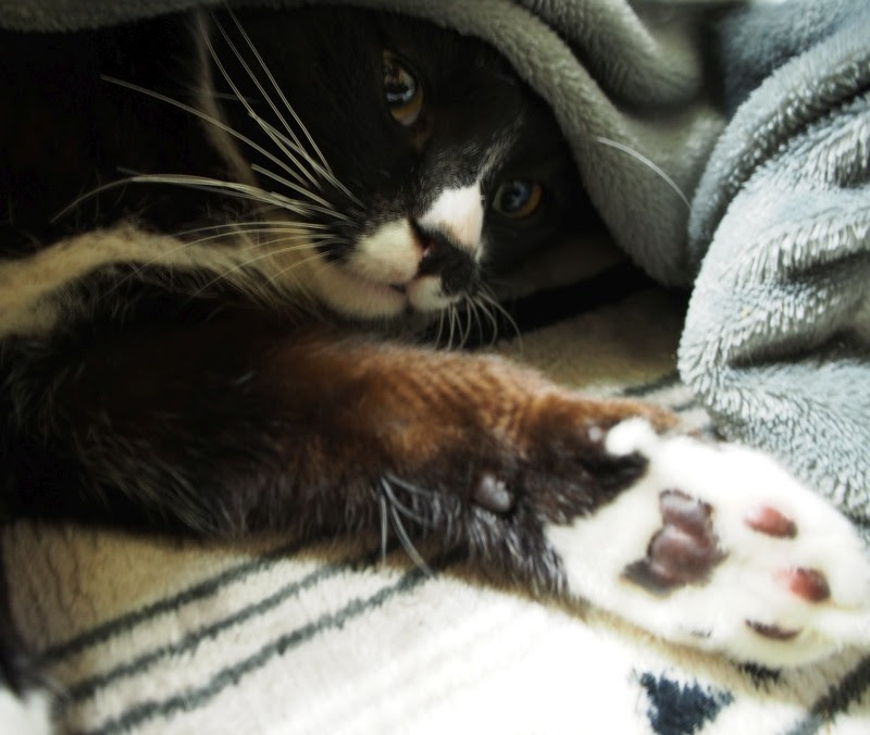 猫のひげのおはなし