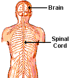 The CNS controls most