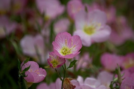 花壇 寄せ植え ガーデニングの関連記事 園芸ナビ 花と野菜の育て方