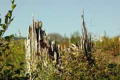 2008-08-22 post candidates Mt St Helens Tree Trunks