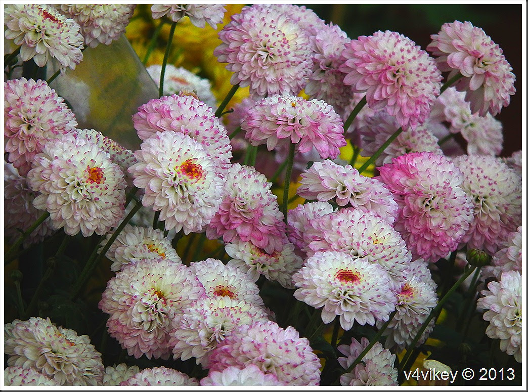 Chrysanthemum Flower