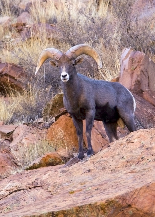 getawildlife:

Desert Bighorn Sheep (by gary samples)
