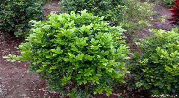 Nhiều loại thực vật, cây thuốc của Việt Nam có khả năng chống ung thư