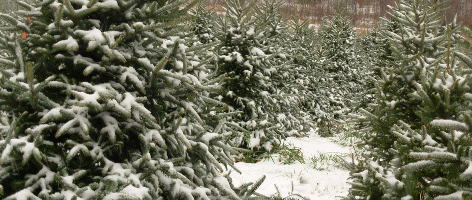 North Carolina Christmas Trees
