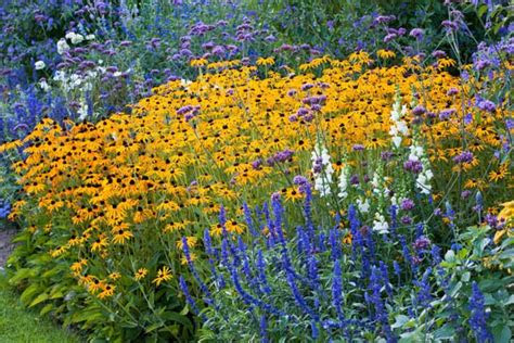perennial combination antirrhinum majus snapdragons