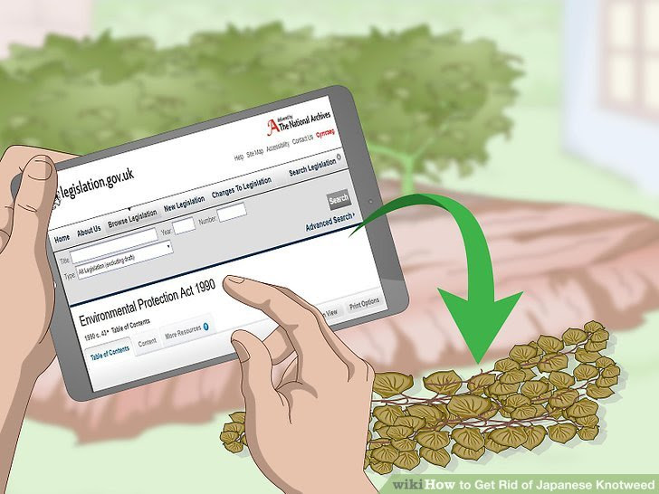 Get Rid of Japanese Knotweed Step 7.jpg