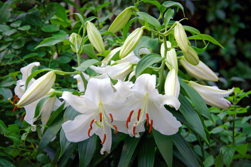 カサブランカの花はどんな香りなの 植物navi