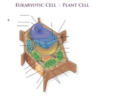 Plant Cell flashcards | Quizlet