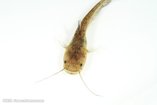 なま ず 食べ物 なま ず なま ず 熱帯魚のことなら みずものコム