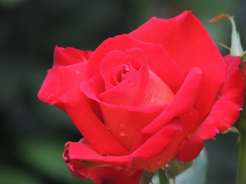 バラ 薔薇 の名所ランキングtop５ 場所別の開花時期も紹介 春夏秋冬
