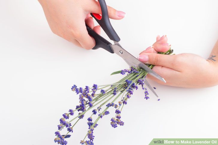 Make Lavender Oil Step 1 Version 3.jpg