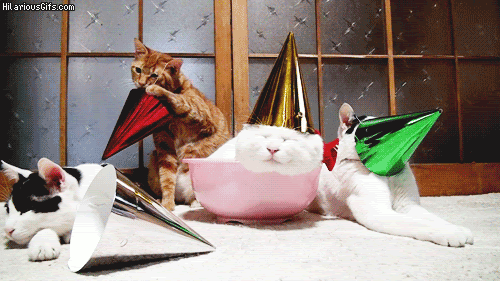 Bored cats after party wearing silly hats