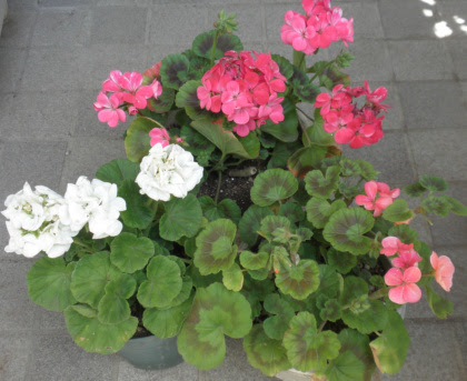 ゼラニウムの挿し木の仕方です 狭い庭を花いっぱいにする育て方 楽天ブログ