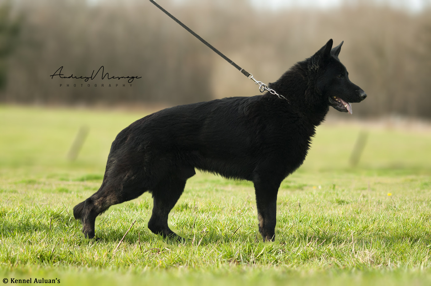 Kennel Auluans Elevage De Berger Allemand Lignée De Travail