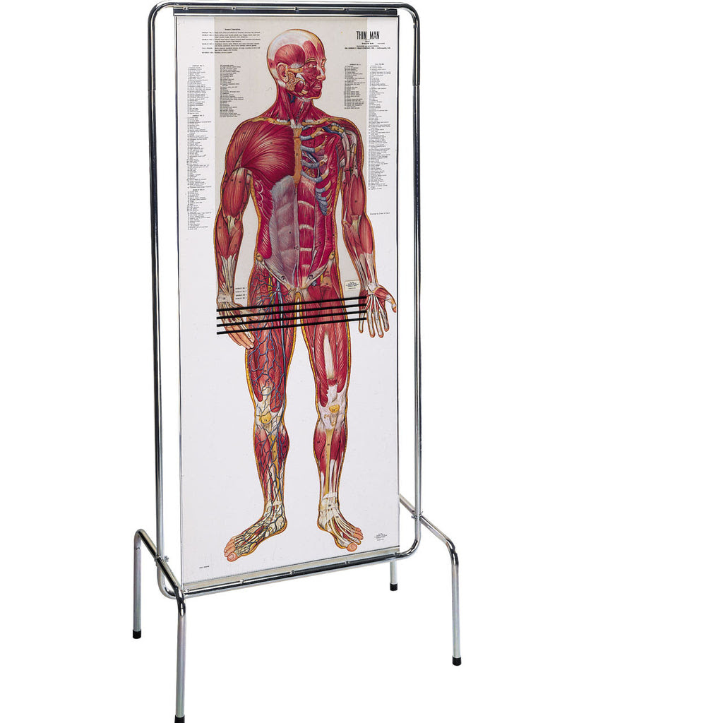 ThinMan Sequential Human Anatomy Figure | Denoyer-Geppert ...