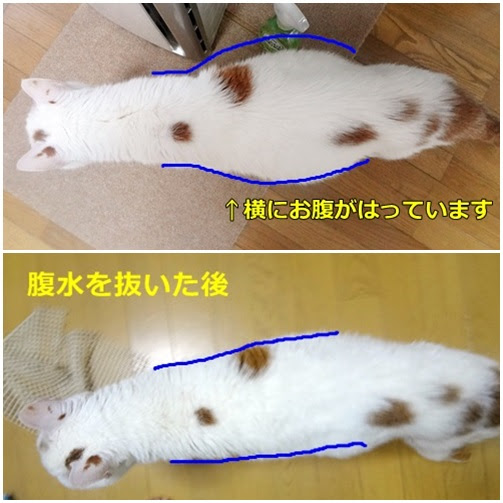 犬1匹と猫5匹 ハル 腹水を抜く