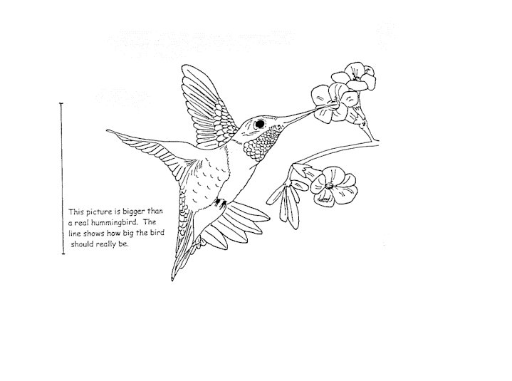 Hummingbird coloring pages showing their real life size.