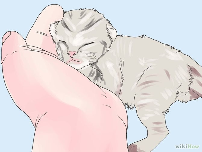 Care for Newborn Kittens Step 2.jpg