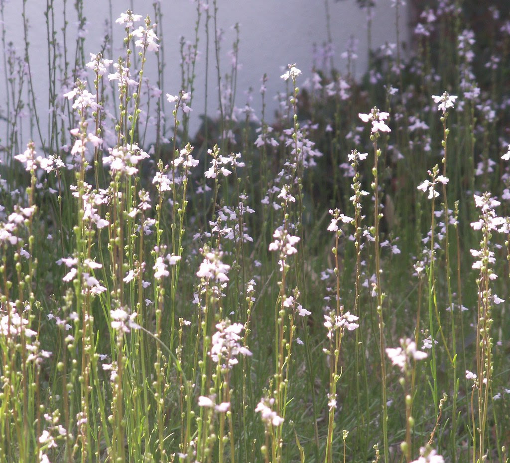 Snapdragons (Toad Flax) in the Front Yard