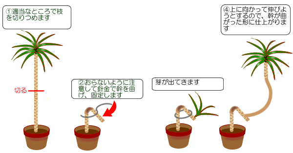 ドラセナの育て方 ヤサシイエンゲイ
