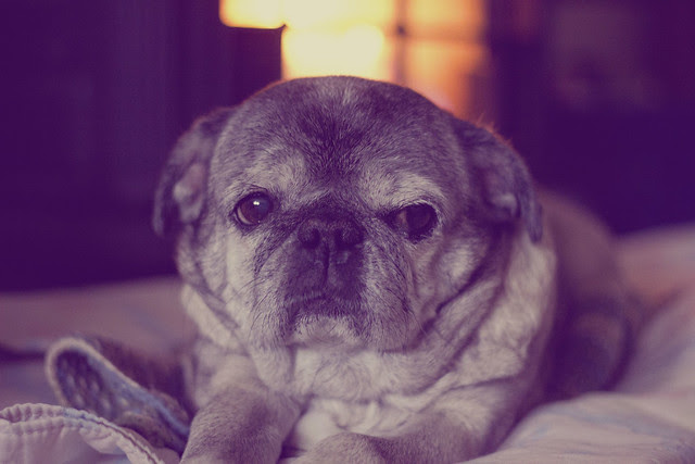 Miss Bella enjoying the fire