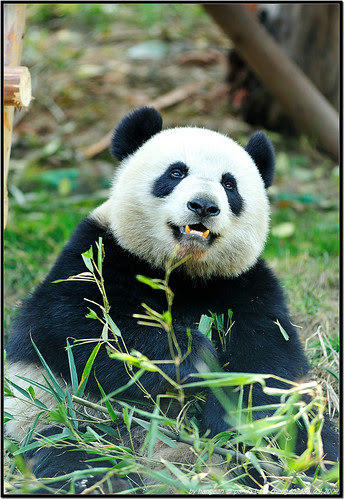 Giant Panda