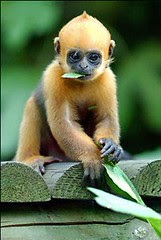 monkey4