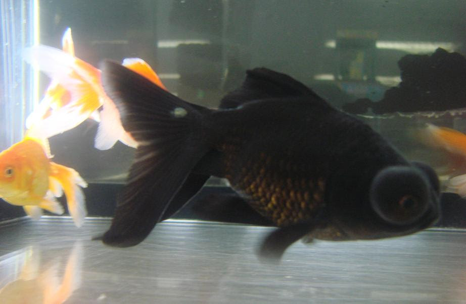 金魚に寄生虫がついていたらのブログ 伊藤の金魚係日記