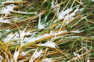snow on grass