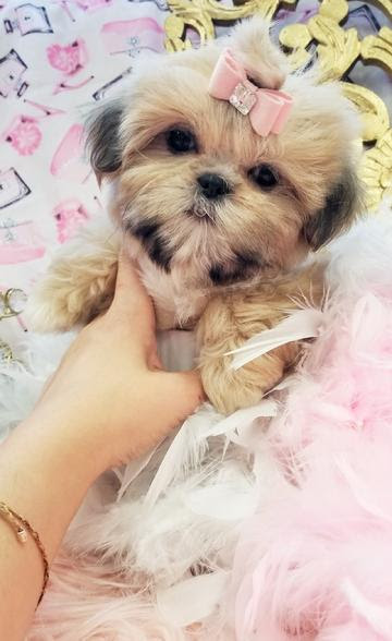 23+ Teacup Shih Tzu Puppies For Sale In Nc