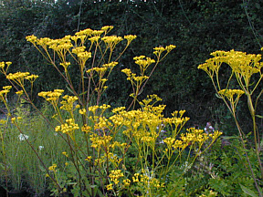 ９月１９日の誕生花 オミナエシ 366日 誕生花の辞典 誕生日の花言葉の図鑑