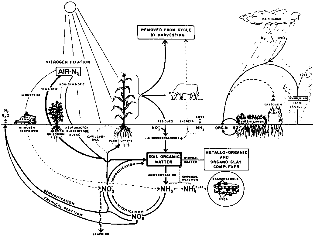 Free Carbon Cycle Coloring Page Download Free Clip Art Free Clip Art On Clipart Library
