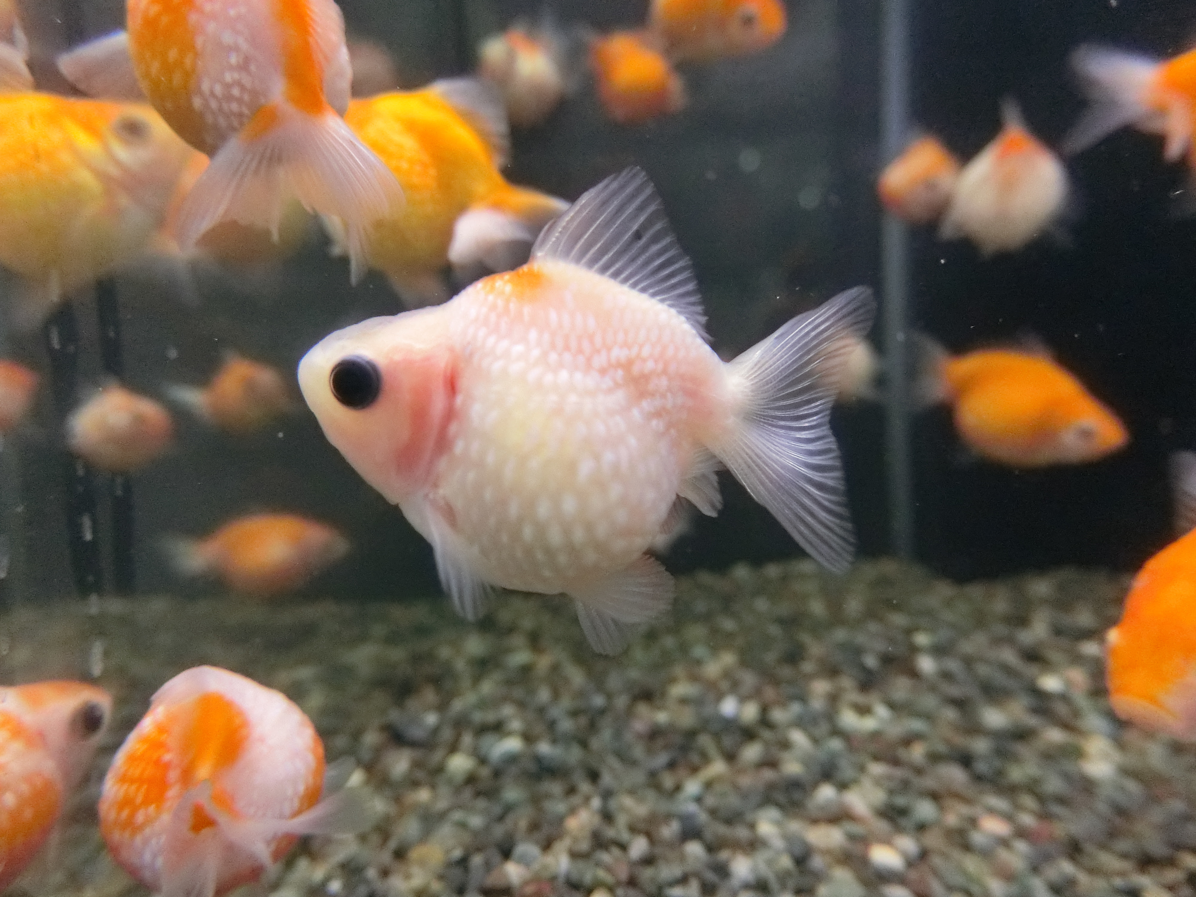 ピンポンパール入荷しました ホームセンターの中のアクアリウム ｓｔｏｒｙ