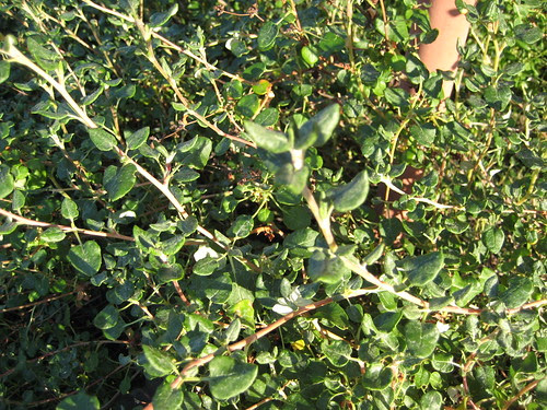 Needle's buckwheat