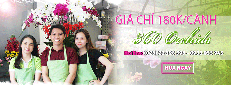 Shop Lan Hồ Điệp quận Tân Bình của chúng tôi mang đến cho quý khách hàng dịch vụ đặt hoa Lan Hồ Điệp