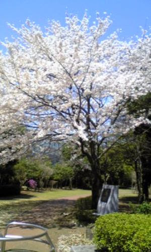 相模大野中央公園だより 四季の花のブログ