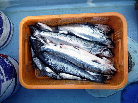 最新釣り情報