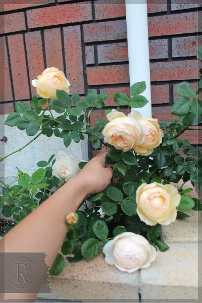 薔薇の森 安価でもお洒落で丈夫な誘引場所 つるバラ3種 3年間の成長