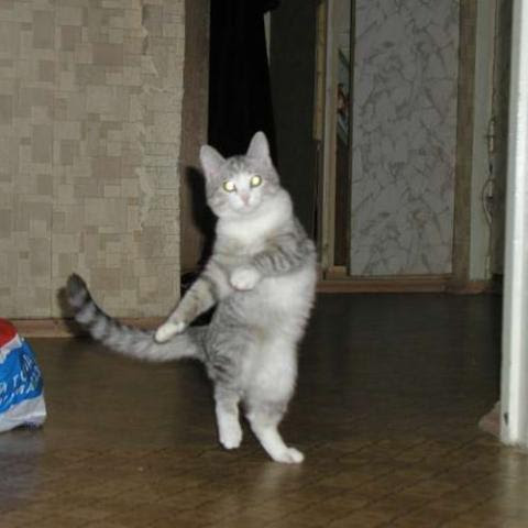 動物 猫の華麗なる威嚇ポーズ 話題の画像祭り Funny Image