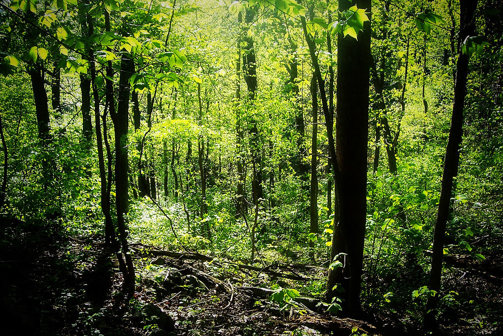 forest