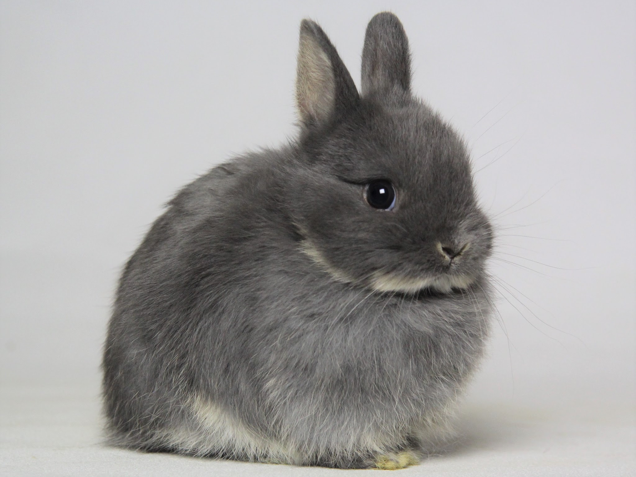 赤ちゃんうさぎ うさぎ専門店 うさぎの森