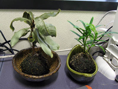 今日の出来事 観葉植物が 新 不条理日記