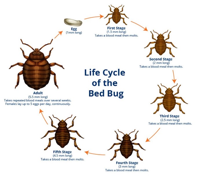 Mattress Bed Bugs Pics : side of mattress with bed bugs | Female with eggs under ... - Bed bugs are flat reddish brown oval insects ranging from 4 to 5mm in length.