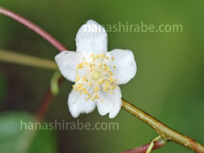 マタタビ 花しらべ 花図鑑