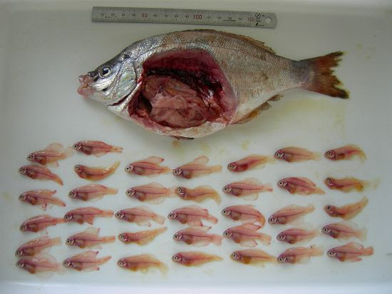 子を産む魚 ウミタナゴ しまなみ海中散歩 しまなみ人